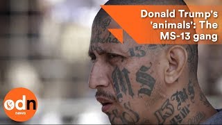 Donald Trumps animals The MS13 gang explained [upl. by Adnohs821]