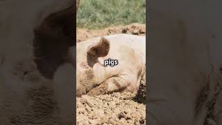 5 Fun Facts About Pigs [upl. by Ezana]