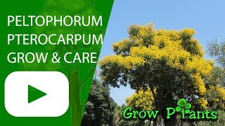 Peltophorum pterocarpum  grow amp care Golden Flamboyant Tree [upl. by Ennazus]