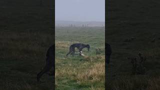 ferreting rabbiting hunting catchdog lurcher rabbitexpress [upl. by Nuriel]