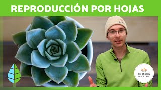 Cómo REPRODUCIR SUCULENTAS por HOJA 🌵✅  Propagación Paso a Paso [upl. by Queen726]