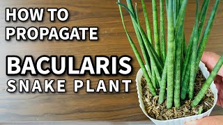 HOW TO PROPAGATE BACULARIS  Plant Care for Beginners [upl. by Araes]