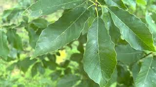 Chinquapin Chinkapin Oak  Quercus muehlenbergii  10 year old tree producing acorns [upl. by Hendrik536]