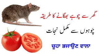 Chuhe bhagane ka tarika  Rat repellent  Natural mouse repellent  Ghar se choohe bhagane ka tarika [upl. by Sami]