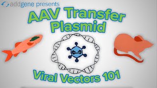 AAV Transfer Plasmids  Viral Vectors 101 [upl. by Cogswell573]