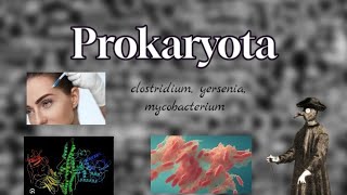 Prokaryota  šestá část clostridium yersenia mycobacterium [upl. by Nesmat764]