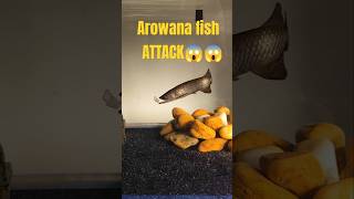 Feeding arowana fish 🐟 feeding arowana shorts fish shortvideo [upl. by Eisak769]