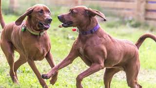 Redbone Coonhound Dog Redbone Coonhound as a Pet How to Take Care of a Redbone Coonhound [upl. by Gayler]