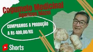 Produção Cogumelo Medicinal Agaricus blazei  COMPRAMOS A PRODUÇÃO  R 40000KG [upl. by Havard396]