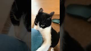 funny mycatchannel shortvideo cat catchannel yourcat pets catschannel yourpet funnycats [upl. by Nahtonoj]