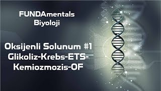 Oksijenli Solunum 1 GlikolizKrebsETSKemiozmozisOF [upl. by Willey]