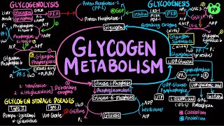 Glycogen Metabolism  Carb Metabolism 03  Biochemistry  PP Notes  Lehninger 6E Ch15 [upl. by Lerej]