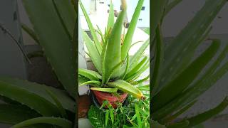 aloe vera plant growth aloveraplant [upl. by Syck190]