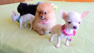 Pomeranian and Chihuahua Puppies for Sale [upl. by Anen304]