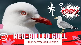 Redbilled Gull facts  Tarāpunga facts [upl. by Muriel]