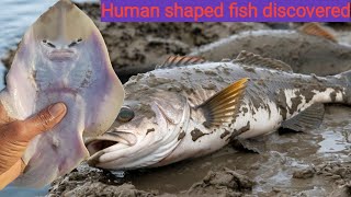 Human Shaped Fish Discovered  Fish with HumanLike Features [upl. by Irolav344]