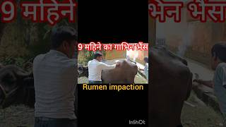 treatment of rumen impaction in Buffalo ampcow bloat tympany गोबर का बंद लगना shortsvideoanimals [upl. by Garaway814]