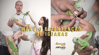 COMO CONTER UMA IGUANA [upl. by Hooge482]