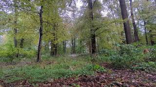 Regen im Wald zur Entspannung 30 Minuten relaxen Auszeit [upl. by Myca541]