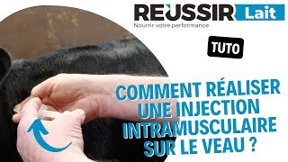 TUTO Comment réaliser une injection intramusculaire sur le veau [upl. by Ahsehat]