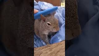 Starving squirrel was lucky to be saved squirrel rescuesquirrel shorts [upl. by Ahsatniuq]