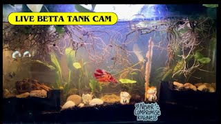 Live Aquarium🐟Tangerine Koi Betta shrimps🦐 Trumpet Snails🐌Fish Tank Cam🐠No sound Relaxing video [upl. by Ahsenroc]