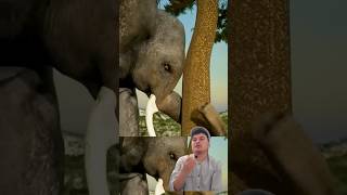 Seberapa kuat belalai gajah zackdfilms elephant animals funfacts [upl. by Yetta65]