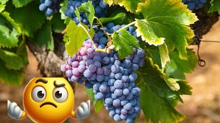 Grapes Unveiled  The Stages of Growth and Ripening Agriculture Fruits Grapes [upl. by Bascomb810]