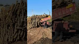 Unload Apple Tree Logs For Carbonization To Make Charcoal [upl. by Eirovi]