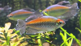 The Majestic Congo Tetra  Phenacogrammus interruptus [upl. by Percy]