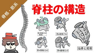 脊柱の構造（頸椎、胸椎、腰椎、仙骨、尾骨の基本構造） [upl. by Sivia]