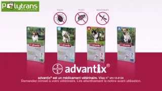 ADVANTIX SPOT ON Traitement contre les puces et tiques chez POLYTRANS [upl. by Madelina]