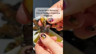 GooseNeck Barnacles Expensive Seafood seafood foodshorts food uniquefood [upl. by Byrle]