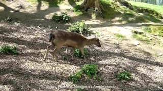 Après midi printanier au Parc [upl. by Eelegna]