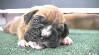 Boxer Puppies Begin to See in HD [upl. by Baggs569]