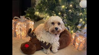 Bubble the Cavapoochon  2 Weeks Residential Dog Training [upl. by Enirahtac649]