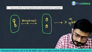 Can you think how tapetal cells can become binucleate [upl. by Ramiah244]