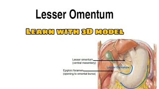 Lesser Omentum Anatomy  Learn with fun [upl. by Chevy568]