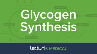 Glycogen Synthesis  Glycogen Metabolism  Biochemistry [upl. by Burton367]