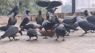 Crows Sounds  Crows Crowing And Feeding Angry Crows Fight Birds And Animals Sounds Compilation [upl. by Meunier]