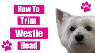 How To Trim Dogs Head  Westie Pet Grooming Tips [upl. by Einaled248]