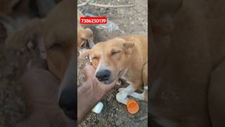 Medicine for ear infection 😢dogs streetdogsofindia animaldog streetdog [upl. by Conan]