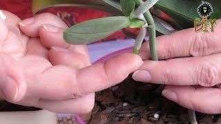 How To Grow An Orchid Plant Out Of Shoot  How To Cut Off Orchids Shoot Tutorial [upl. by Nnayt999]