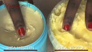 Shea Butter Western Vs Shea Butter Nilotica [upl. by Nhguavahs]