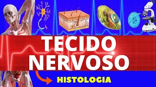 TECIDO NERVOSO ENSINO SUPERIOR HISTOLOGIA  SISTEMA NERVOSO  NEURÔNIO E CÉLULAS DA GLIA [upl. by Bigler94]