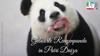 Geboorte Reuzenpanda in Pairi Daiza 2 juni [upl. by Iegres71]