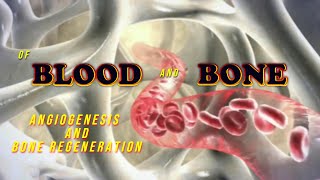 Of Blood and Bone Angiogenesis and bone regeneration [upl. by Beryl669]