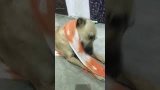 Choli k peeche dog funny comedy cute [upl. by Handel]