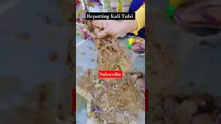 Kali tulsi ko bde pot mshift kiya funny bache viralshortvideo terracegardengardenflowertulsi [upl. by Ayyidas]