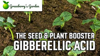 Gibberellic Acid  The Seed and Plant Booster [upl. by Ahgiela]